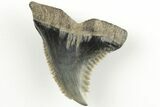 Snaggletooth Shark (Hemipristis) Tooth - Aurora, NC #203592-1